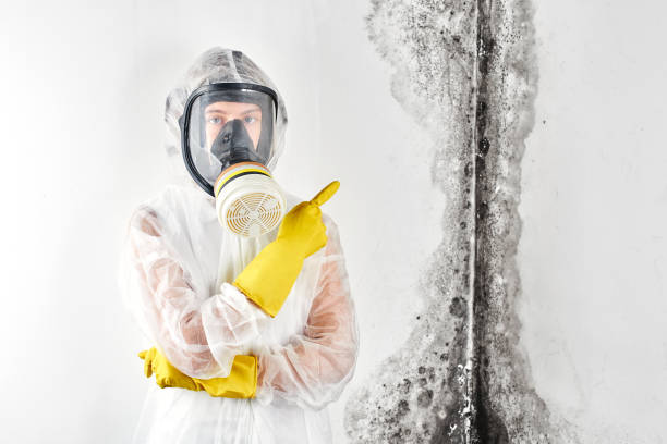 Best Mold Removal for HVAC Installations  in Aho Falls, ID